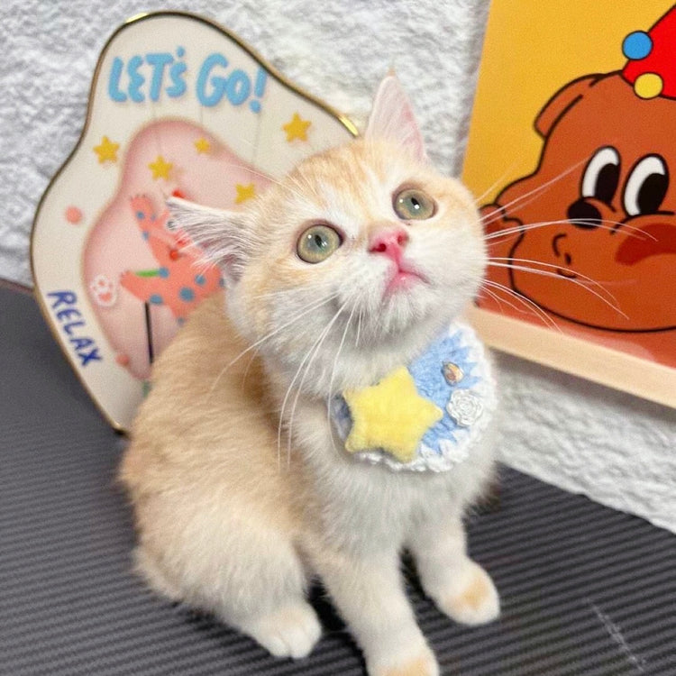 pet accessories